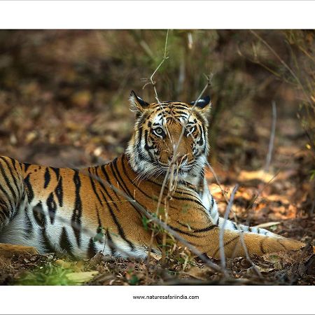 Tiger'S Den Resort Bandhavgarh National Park Ngoại thất bức ảnh