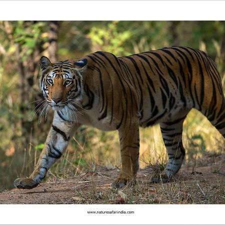 Tiger'S Den Resort Bandhavgarh National Park Ngoại thất bức ảnh