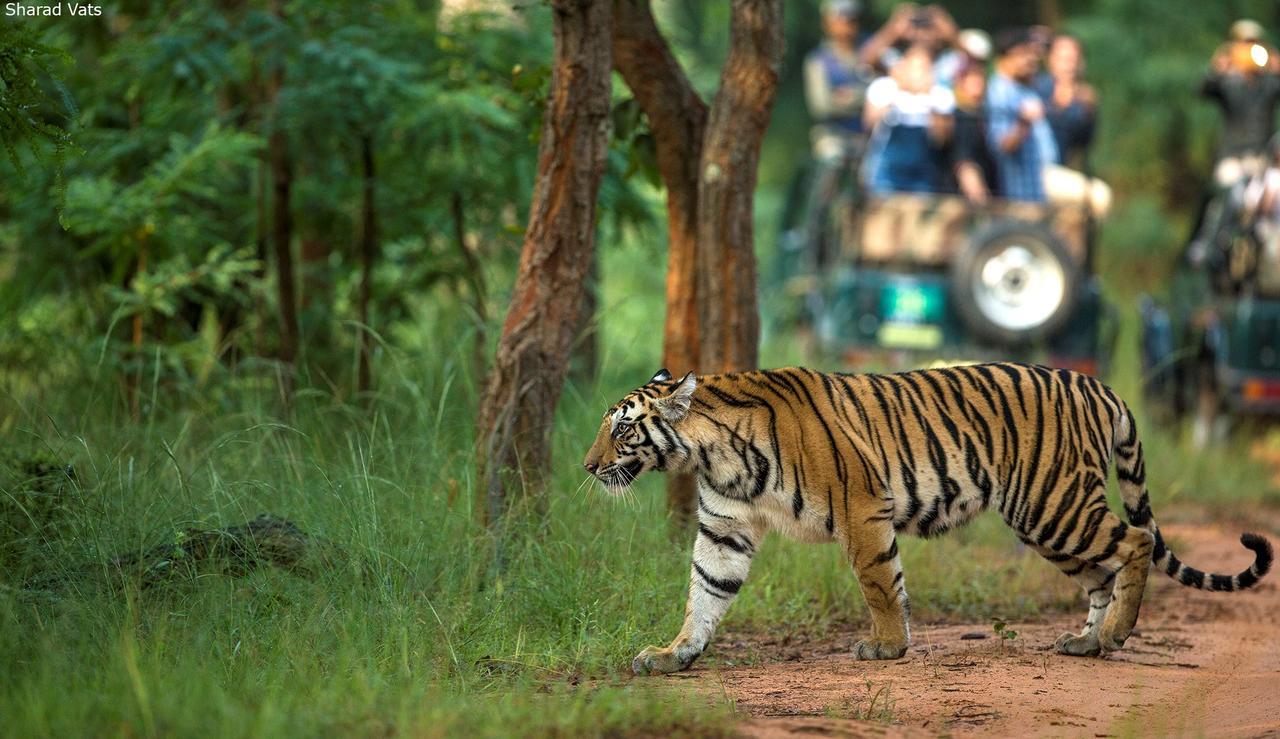 Tiger'S Den Resort Bandhavgarh National Park Ngoại thất bức ảnh