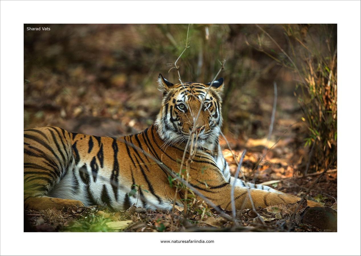Tiger'S Den Resort Bandhavgarh National Park Ngoại thất bức ảnh
