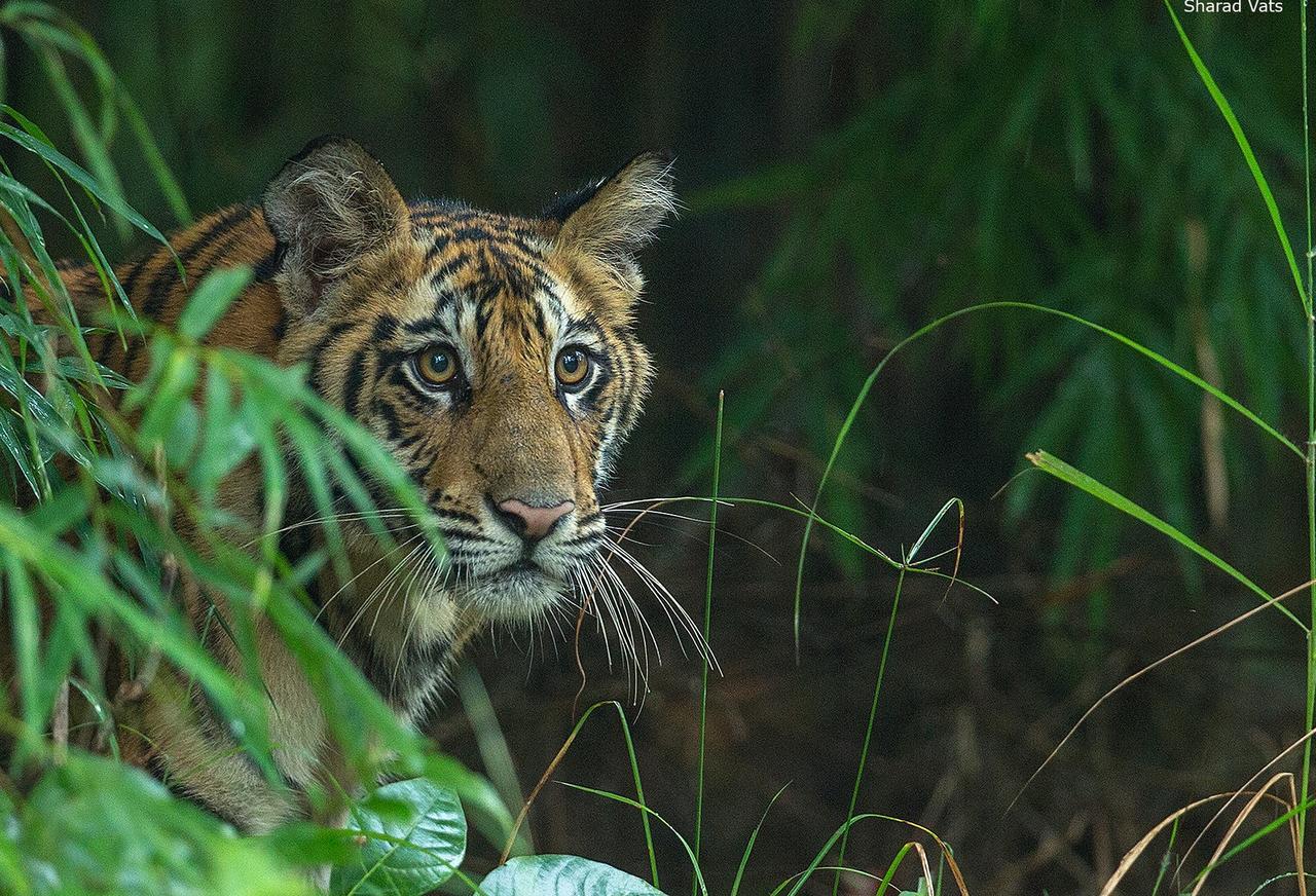 Tiger'S Den Resort Bandhavgarh National Park Ngoại thất bức ảnh