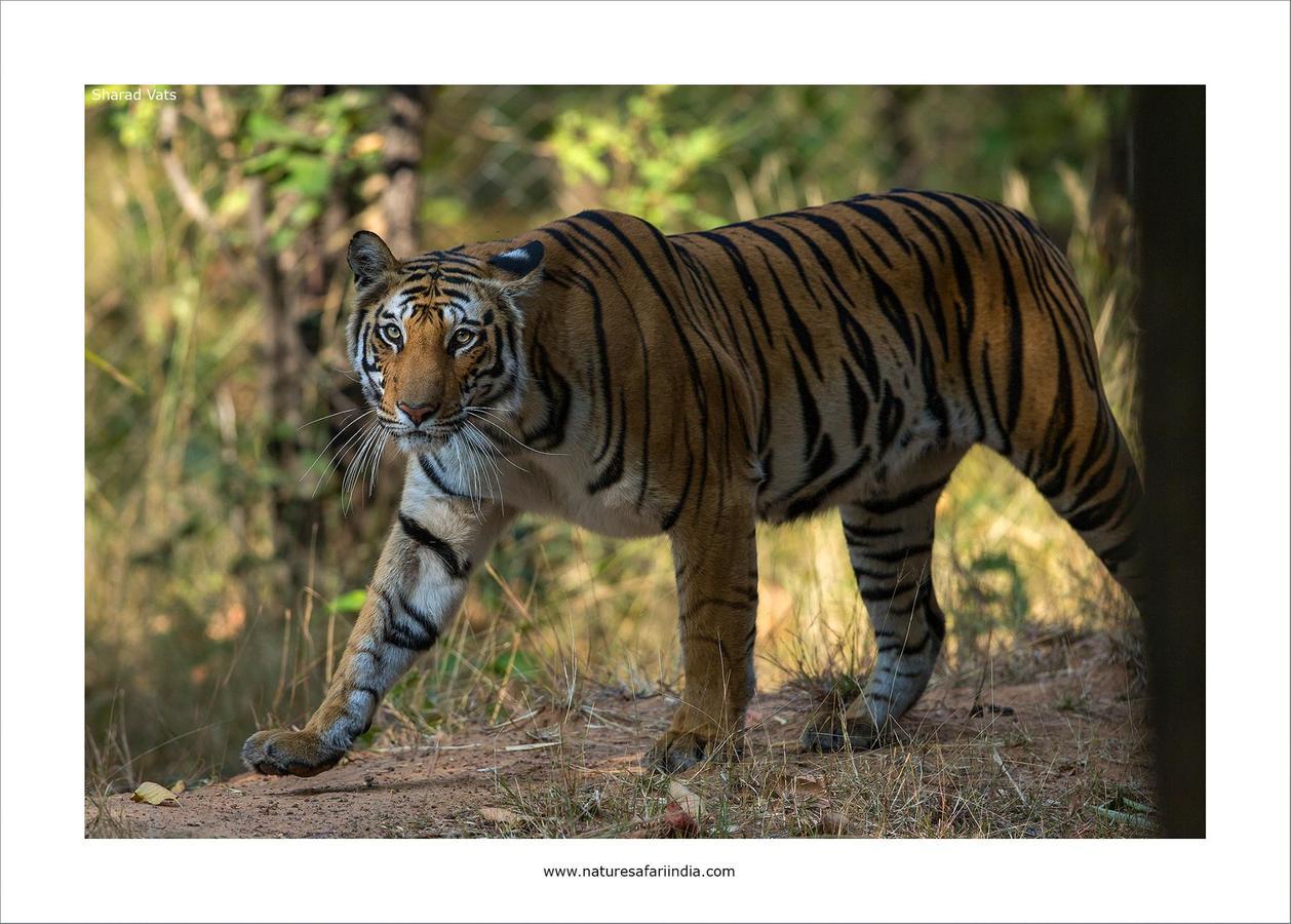 Tiger'S Den Resort Bandhavgarh National Park Ngoại thất bức ảnh